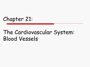Chapter 21: Blood Vessels