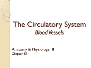 Blood Vessels - drtracey.net