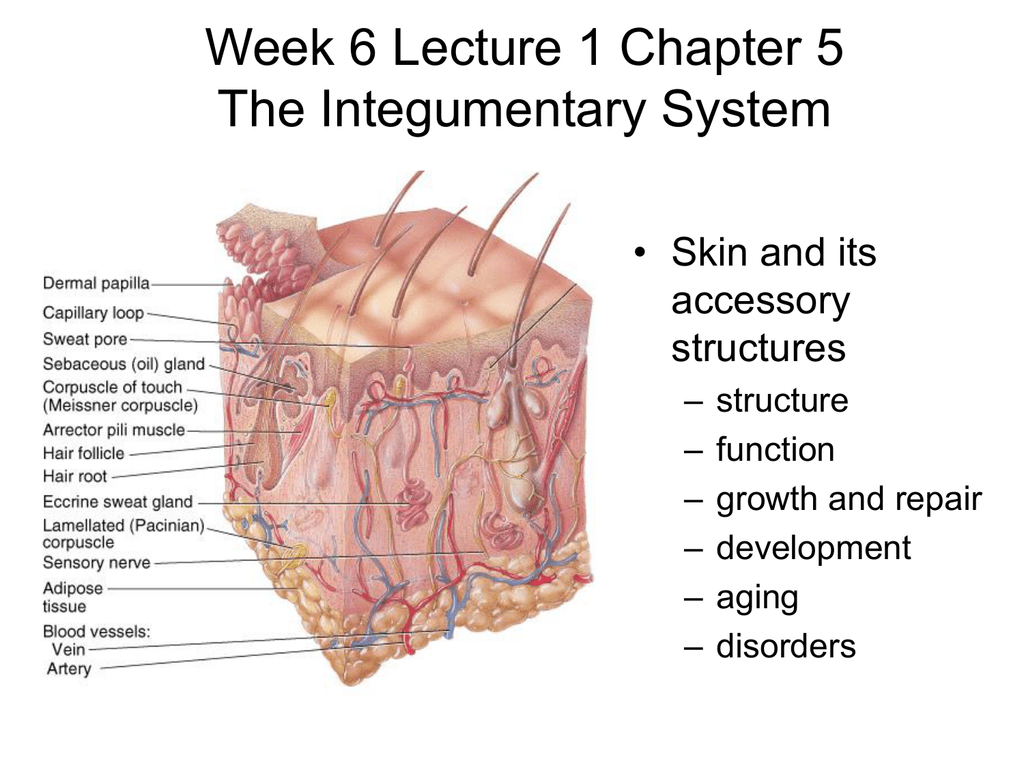 INTEGUMENTARY