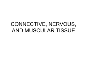 Connective, Muscular, and Nervous Tissue