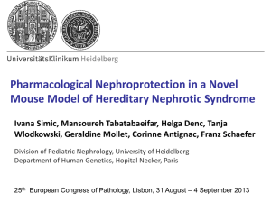 Pharmacological Nephroprotection in a Novel Mouse Model
