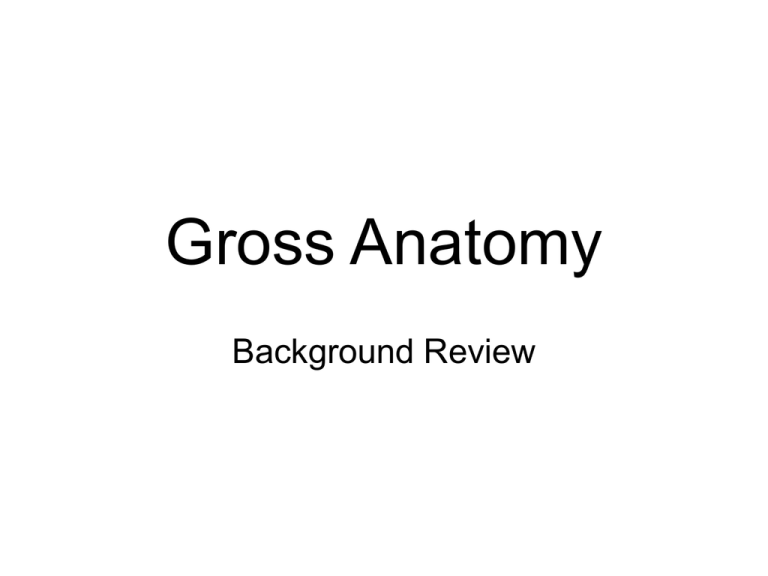 Gross Anatomy Definition In Science