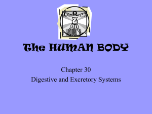 Chapter 30 - Digestive System