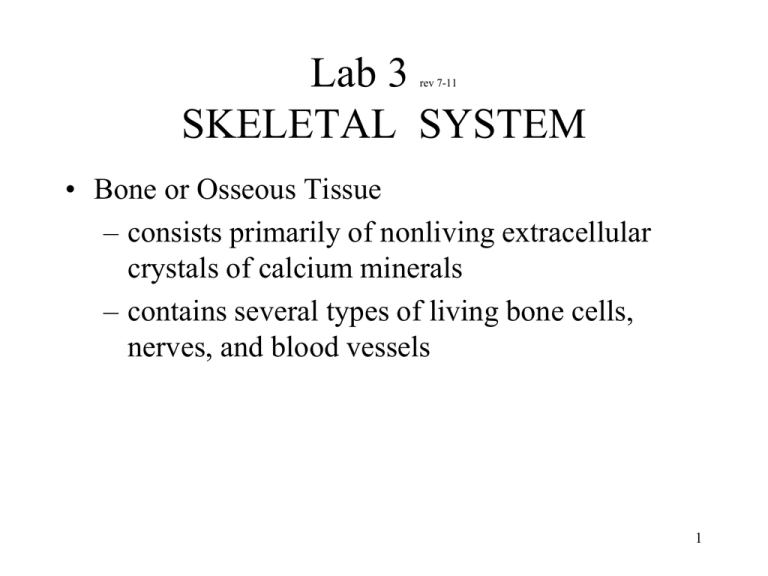 Lab 3 Skeletal System