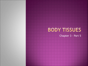 Body Tissues