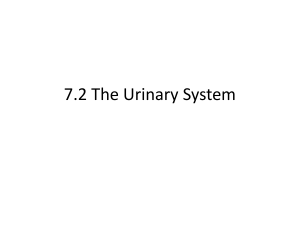 Urinary System - Booklet 2