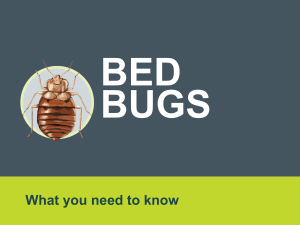 Bed-Bugs_Template