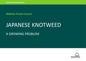 Japanese-Knotweed - Waltham Forest Council