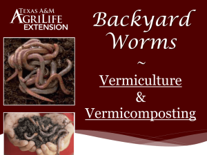 Backyard Basics – Earthworms