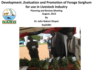 Development ,Evaluation and Promotion of Forage Sorghum for use