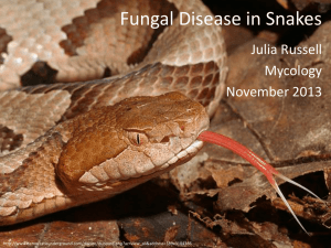 Fungal Disease in Snakes - Russell