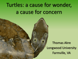 Turtles - Longwood University