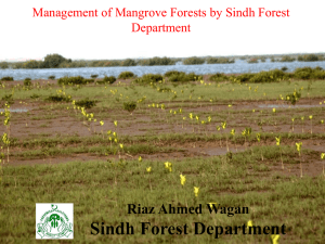 Management of Mangrove Forests by Sindh Forest - WWF
