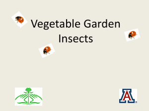 Vegetable Garden Insects