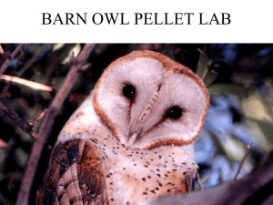 Owl Pellet Powerpoint