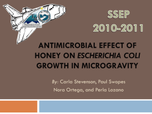 Antimicrobial Effect of Honey in E. coli growth