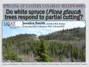 Do White Spruce (Picea glauca) Trees Respond to Partial