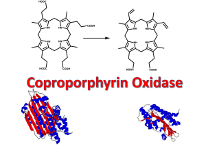 Coproporphyrin Oxidase III