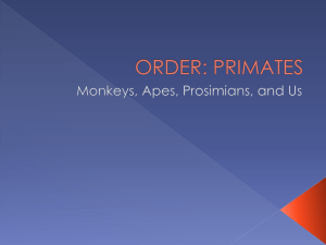 PPT 2: primates