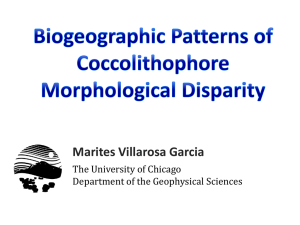 Morphological Patterns in Coccolithophores