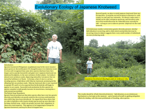 Evolutionary Ecology of Japanese Knotweed