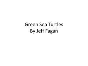 Green Sea Turtles By Jeff Fagan