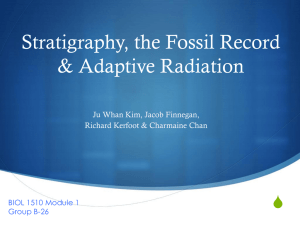 Stratigraphy, Fossil Record and Adaptive Radiation