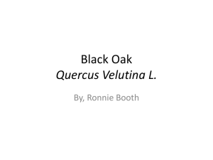Black Oak Quercus Velutina L.