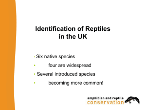 reptile identification (all species)
