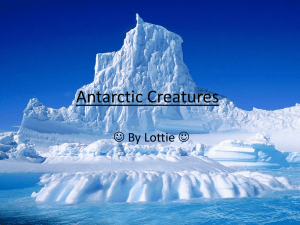 Antarctic Creatures - Newcastle Prep School
