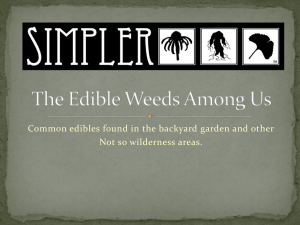 The Edible Weeds Among Us - University of Idaho Extension