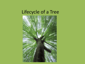 Lifecycle of a Tree