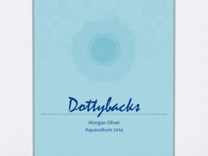 Dottybacks
