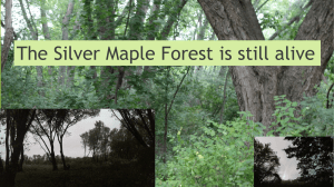The Silver Maple Forest is still alive