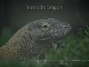 Komodo Dragon - Lisa Peck`s Environmental Studies Class