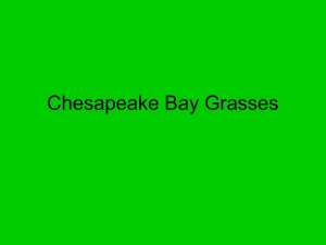 Chesapeake Bay Grasses