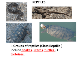 Reptiles - Dinchak