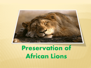African Lion Presentation