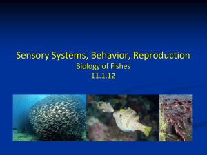 Biology of Fishes ENV 422/NRE 422/EEB440
