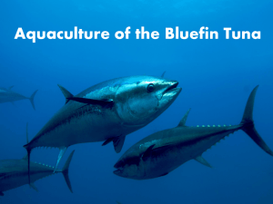 bluefin tuna powerpoint final