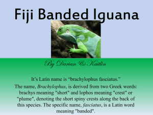 Fiji Banded Iguana