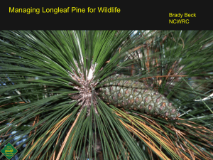 Managing Longleaf Pine for Wildlife Powerpoint