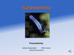 Gastrotricha Presented by - Dr. Bondrup