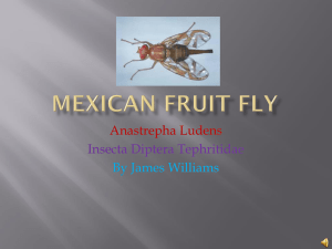 Mexican Fruit Fly