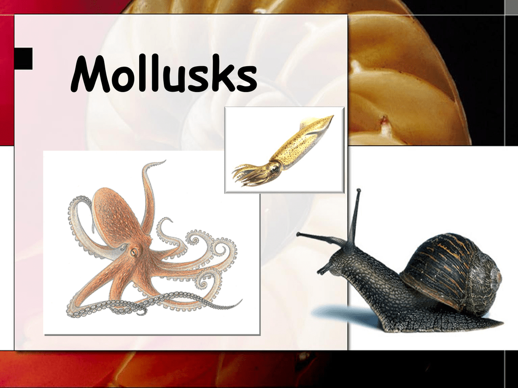 Mollusks Biology Junction