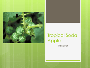 Tropical Soda Apple