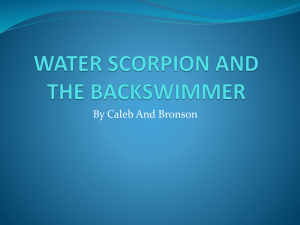 Read more about the backswimmer and water scorpion