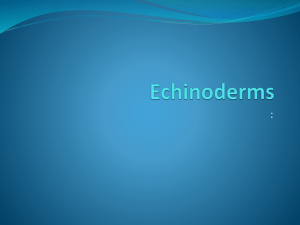 Echinoderms - tubenicias