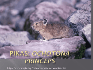pika creature feature1 - Colorado Springs School District 11