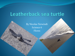 Leatherback sea turtle - Science6